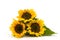 Sunflowers on white background Helianthus