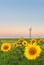 Sunflowers and a windmill