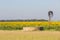 Sunflowers, windmill and dam