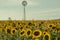 Sunflowers and a windmill in a field