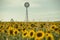 Sunflowers and a windmill in a field