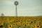 Sunflowers and a windmill in a field