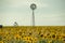 Sunflowers and a windmill in a field