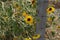 Sunflowers by a wire fence in late summer
