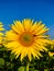 Sunflowers yellow colour bright and cheerful shining sky blue background portrait photoshoot.