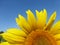 Sunflowers, zonnebloemen (Helianthus annuus)