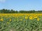 Sunflowers, zonnebloemen (Helianthus annuus)
