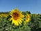 Sunflowers, zonnebloemen (Helianthus annuus)