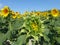 Sunflowers, zonnebloemen (Helianthus annuus)