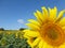 Sunflowers, zonnebloemen (Helianthus annuus)