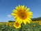 Sunflowers, zonnebloemen (Helianthus annuus)