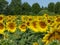 Sunflowers, zonnebloemen (Helianthus annuus)