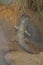 Sungazer, giant girdled lizard or giant dragon lizard or giant zonure Smaug giganteus, syn. Cordylus giganteus