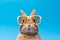 Sunglass portrait animals easter sweet adorable blue pretty rabbit bunny baby cute small mammal pet