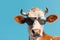 Sunglasses-clad cow against blue backdrop, surreal animal portrait. Generative AI