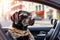 With sunglasses on, a joyful labrador dog drives the car, embracing the journey. Cute animal adventure