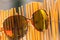 Sunglasses for ladies with big round lens hanging on bamboo fence reflecting the sun. Selective Focus