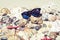 Sunglasses, seashells, sea stars, coral and stones on the sand, summer beach background travel concept with copy space for text