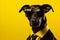 Sunglasses wearing dog in suit and tie on yellow background, ideal for left side text placement