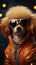 Sunglasses wearing poodle, sporting a glossy brown coat, exudes fashion forward flair