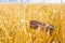 Sunglasses in a wheat field