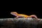 Sunglow Gecko on a branch with a black background