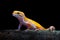 Sunglow Gecko on a branch with a black background