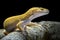 Sunglow Gecko on a branch with a black background