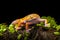 Sunglow Gecko on a branch with a black background