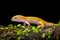 Sunglow Gecko on a branch with a black background