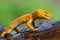 Sunglow gecko on branch  in tropical garden