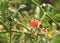 Sungold Cherry Tomatoes on the vine