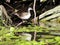 Sungrebe, Heliornis fulica, foraging in aquatic plants. Costa Rica