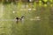 Sungrebe (Heliornis fulica) swimming on reflecting water in sunlight, Pantanal Wetlands, Mato Grosso, Brazil