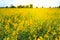 Sunhemp Crotalaria juncea flowers field