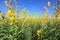 Sunhemp field in blue sky