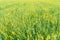 Sunhemp field /  Crotalaria juncea
