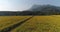 Sunhemp field Crotalaria Juncea at the foothills of Doi Nang Non mountain in Mae Sai district of Chiang Rai province, Thailand.