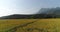 Sunhemp field Crotalaria Juncea at the foothills of Doi Nang Non mountain in Mae Sai district of Chiang Rai province, Thailand.