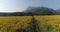 Sunhemp field Crotalaria Juncea at the foothills of Doi Nang Non mountain in Mae Sai district of Chiang Rai province, Thailand.