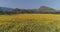 Sunhemp field Crotalaria Juncea at the foothills of Doi Nang Non mountain in Mae Sai district of Chiang Rai province, Thailand.