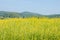 Sunhemp field in sunny day