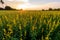 Sunhemp field in sunset time