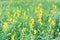 Sunhemp flower field crotalaria juncea ,Indian hemp or madras hemp with solf pastel tone