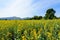 Sunhemp flowers field