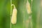 Sunhemp fruit or Crotalaria juncea, the yellow flower field blooming