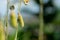 Sunhemp fruit or Crotalaria juncea, the yellow flower field blooming