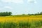 sunhemp in the valley, beautiful yellow flower in field and cloud