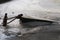 Sunk boat in the frozen river near the lake Balaton in Hungary.