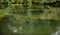 Sunk narrow boats in a canal